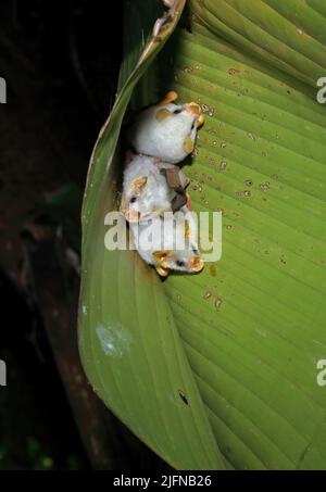 Bat bianco dell'Honduran (Ectophilla alba) tre adulti che arrociano in foglia la Selva, Costa Rica, Marzo Foto Stock