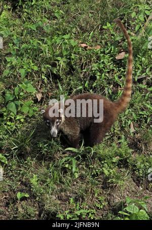 Coati (Nasua narica narica), adulto sul terreno forestale della Costa Rica Marzo Foto Stock