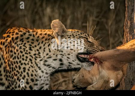 Un primo piano di un leopardo che mangia la sua uccisione impala in Sud Africa, Safari Foto Stock