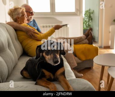 Carino cane sdraiato sul divano di fronte alla coppia anziana in abbraccio guardando la tv a casa Foto Stock