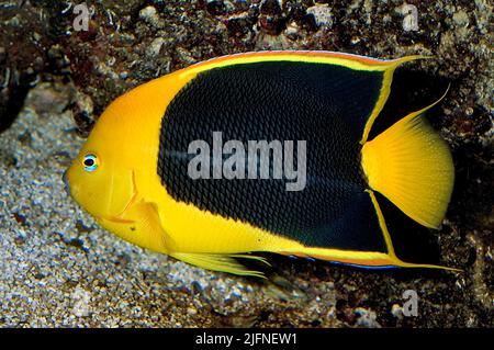 Rock Beauty, Holacanthus tricolore. Foto Stock