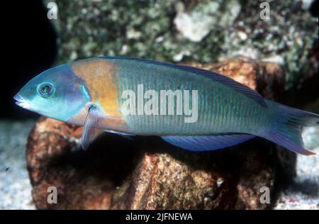 Sella Wrasse, Thalassoma duperrey. Foto Stock
