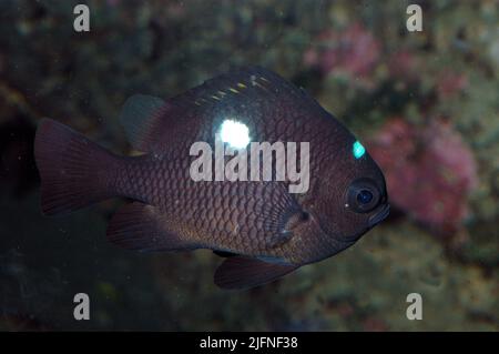 Damigella a tre punti, Dascyllus trimaculatus. Foto Stock