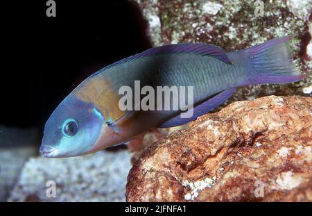 Sella Wrasse, Thalassoma duperrey. Foto Stock