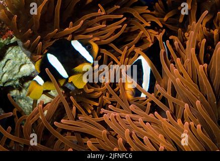 Coppia di anemonefish di Clark, Amphiprion clarkii, nell'anemone del mare ospite Entachmaea quadricolor. Foto Stock