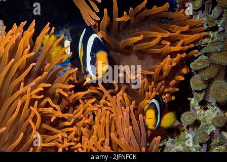 Coppia di anemonefish di Clark, Amphiprion clarkii, nell'anemone del mare ospite Entachmaea quadricolor. Foto Stock