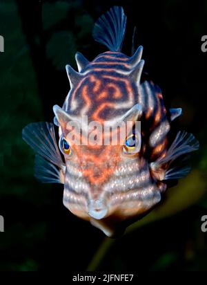 Shaw's Cowfish - Aracana aurita (femmina). Foto Stock