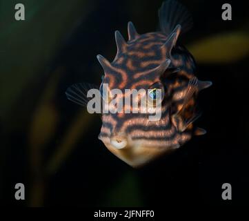 Shaw's Cowfish, Aracana aurita. Australia sud-orientale. Femmina. Foto Stock