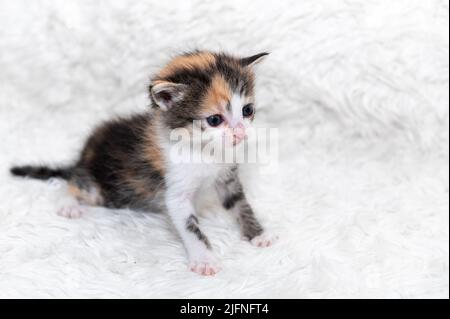 Carino gattino si siede su una morbida coperta. Bello carino gattino che manica e sorride Foto Stock