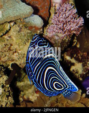 Angelfish Imperatore giovanile, impermeabile Pomacanthus, che si nutre di piccoli invertebrati che crescono da rocce vive in un acquario marino della barriera corallina. Foto Stock