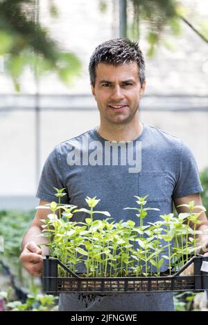 Ritratto di un bel contadino che trasporta una cassa di plastica con germogli in vasi di fiori in serra Foto Stock