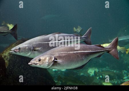 Polloch, Pollachius virens. Foto Stock