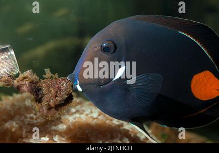 Achilles Surgeonfish (Acanthurus achilles) che si nutre di alghe in un acquario. Foto Stock