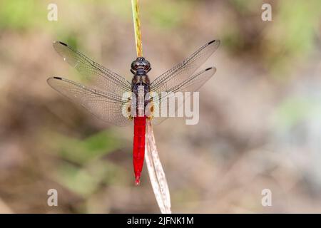 Maschio dello skimmer col tufted della spina (Orthetrum chrysis) dalla riserva della foresta di Deramakot, Sabah, Borneo Foto Stock