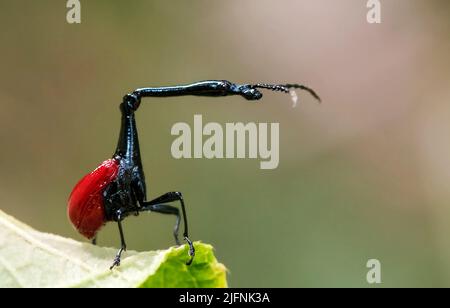 Giraffa maschile weivil (Trachelohorus giraffa) dal Parco Nazionale Andasibe, Madagascar Foto Stock