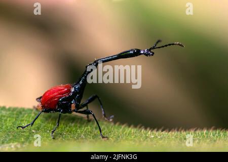 Giraffa maschile weivil (Trachelohorus giraffa) dal Parco Nazionale Andasibe, Madagascar Foto Stock