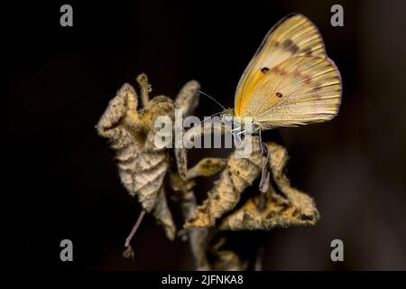 Catopsilia sp. (?), foto di Berenty, Madagascar meridionale. Foto Stock