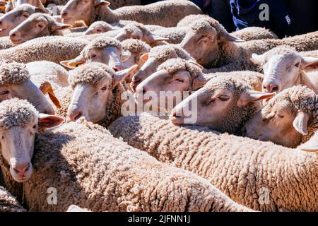 Passeggiata delle pecore attraverso Madrid nella Festa della Transumanza. Madrid, Comunidad de Madrid, Spagna, Europa Foto Stock