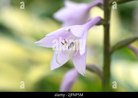 I cespugli di osta fioriti. Hosta - una pianta ornamentale. Foto Stock