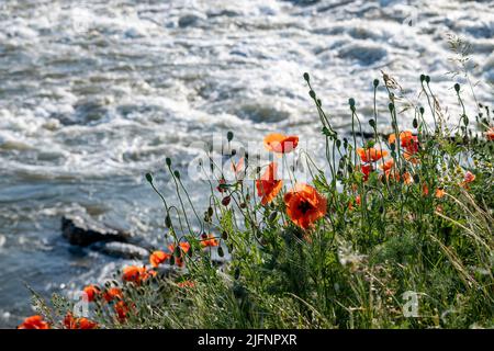 Fiori di papavero rosso selvaggio che crescono sulla riva del fiume Foto Stock