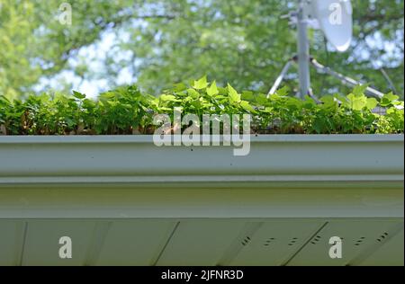 Un gocciolatoio di pioggia è così ostruito con i detriti ed i semi che i giovani pianta dell'albero dell'acero hanno germogliato. Manutenzione domestica eseguita. Foto Stock