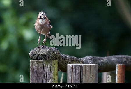 Lipsia, Germania. 30th giugno 2022. Una jay (Garrulus glandarius) luppolo su una recinzione pascolo. Il corvido di medie dimensioni è in grado di imitare voci di altri uccelli. Credit: Jan Woitas/dpa/Alamy Live News Foto Stock