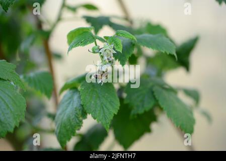 Rashberry unmature sul cespuglio con un'ape su di esso su uno sfondo sfocato Foto Stock