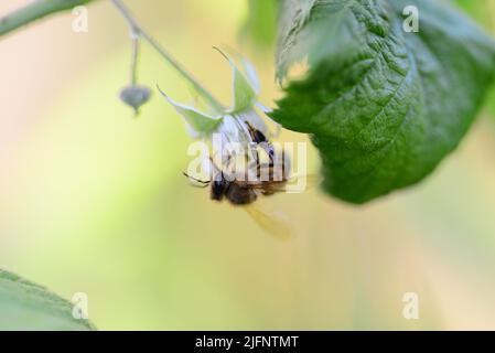 Unmature rashberry sul cespuglio e un'ape come un primo piano su uno sfondo sfocato Foto Stock