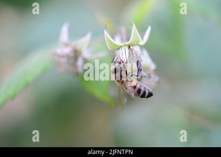 Unmature rashberry sul cespuglio e un'ape come un primo piano su uno sfondo sfocato Foto Stock