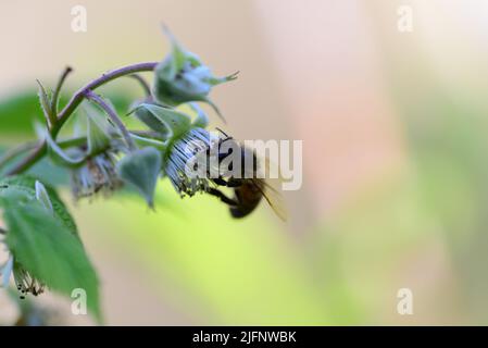 Unmature rashberry sul cespuglio e un'ape come un primo piano su uno sfondo sfocato Foto Stock