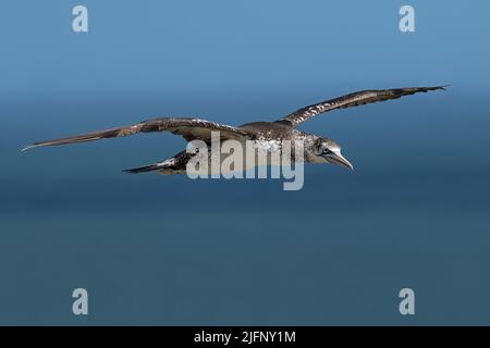 Gannet settentrionale giovanile (Morus bassanus) in volo sopra le scogliere di gesso di Bempton Foto Stock