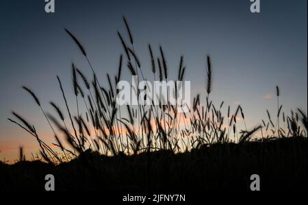Le erbe del prato si staglia contro il cielo della sera Foto Stock