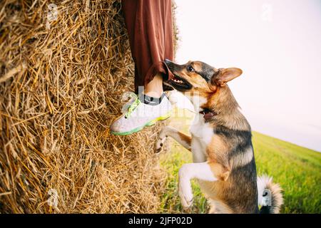 Arrabbiato aggressivo misto razza cane morde UNA gamba di un uomo che corre attraverso il campo Foto Stock