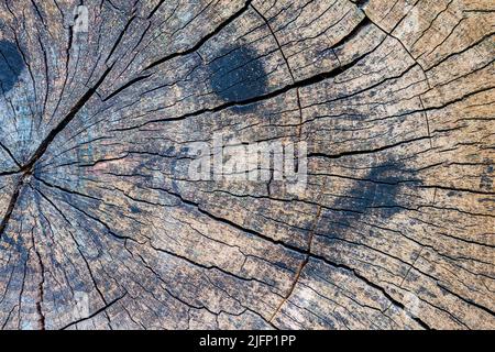 Primo piano moncone sporco dell'albero tagliato. Tessitura di legno con anelli annuali, crepe. Vista dall'alto Foto Stock