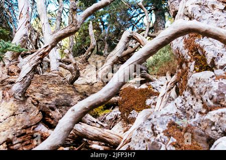 Caduti abeti spagnoli sul sentiero. Percorso nella Sierra de las Nieves attraverso il Cañada del Cuerno, un luogo dove abbondano i ceti spagnoli. Sierra de las Ni Foto Stock