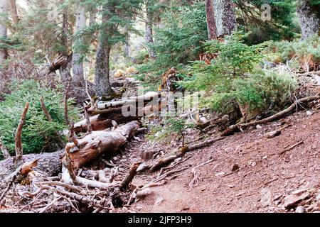 Caduti abeti spagnoli sul sentiero. Percorso nella Sierra de las Nieves attraverso il Cañada del Cuerno, un luogo dove abbondano i ceti spagnoli. Sierra de las Ni Foto Stock