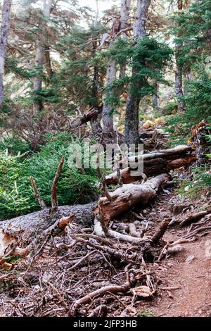 Caduti abeti spagnoli sul sentiero. Percorso nella Sierra de las Nieves attraverso il Cañada del Cuerno, un luogo dove abbondano i ceti spagnoli. Sierra de las Ni Foto Stock
