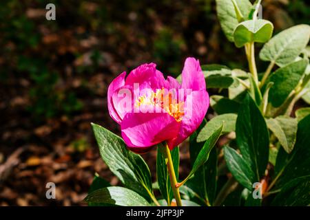 Camellia è un genere di piante fiorite della famiglia Theaceae. Andalucía, Spagna, Europa Foto Stock