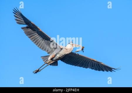 Great Blue Heron, volare, trasportare materiale nidificante per nidificare, e Nord America, di Dominique Braud/Dembinsky Photo Assoc Foto Stock