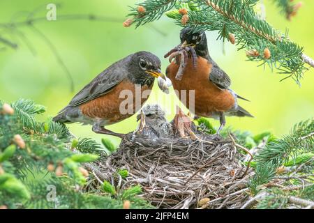 Robin americano rimuovere il sacco fecale dal nido e l'alimentazione pulcini primavera, N. America, di Dominique Braud/Dembinsky Photo Assoc Foto Stock