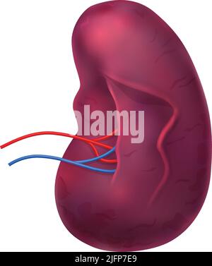 Composizione anatomica realistica degli organi interni umani con immagine isolata di illustrazione vettoriale della milza Illustrazione Vettoriale