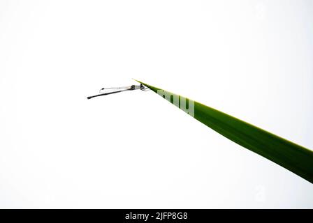 Una Damselfly si stabilì in stabilimento a Sydney, NSW, Australia (foto di Tara Chand Malhotra) Foto Stock