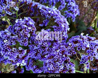 Limonium perezii, lavanda di mare di Perez o statice di mare Foto Stock