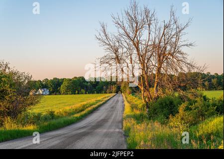 L'albero di acero senza frondoli sorge in luce solare dorata accanto ad una strada di campagna che conduce ad un tunnel di alberi attraverso una foresta. Foto Stock