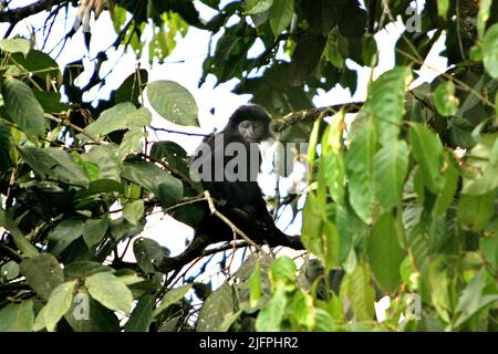 Javan lutung (Trachypithecus auratus) è visto all'area geotermica di progetto Chevron sul monte Salak, Sukabumi, Giava Occidentale, Indonesia. Foto Stock