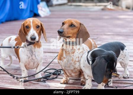 Tre simpatici dachshund pygmy avvistati su un podio di legno. Foto di alta qualità Foto Stock