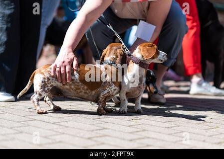 Due mini dachshund, in città su guinzagli. Foto di alta qualità Foto Stock