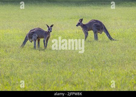 Due canguri grigi orientali (Macropus giganteus) in piedi su un campo di erba nel nuovo Galles del Sud, Australia. Foto Stock