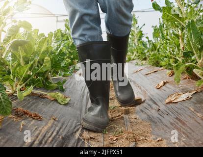 Fuori per controllare sul resto dei miei raccolti. Primo piano di un uomo irriconoscibile indossando stivali di gomma nera mentre si lavora in una serra in una fattoria. Foto Stock