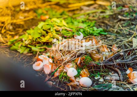 Cumulo di compost con vari alimenti e rifiuti organici primo piano Foto Stock